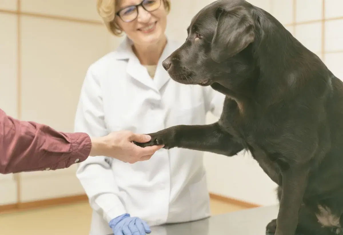 A clinic team caring for a companion